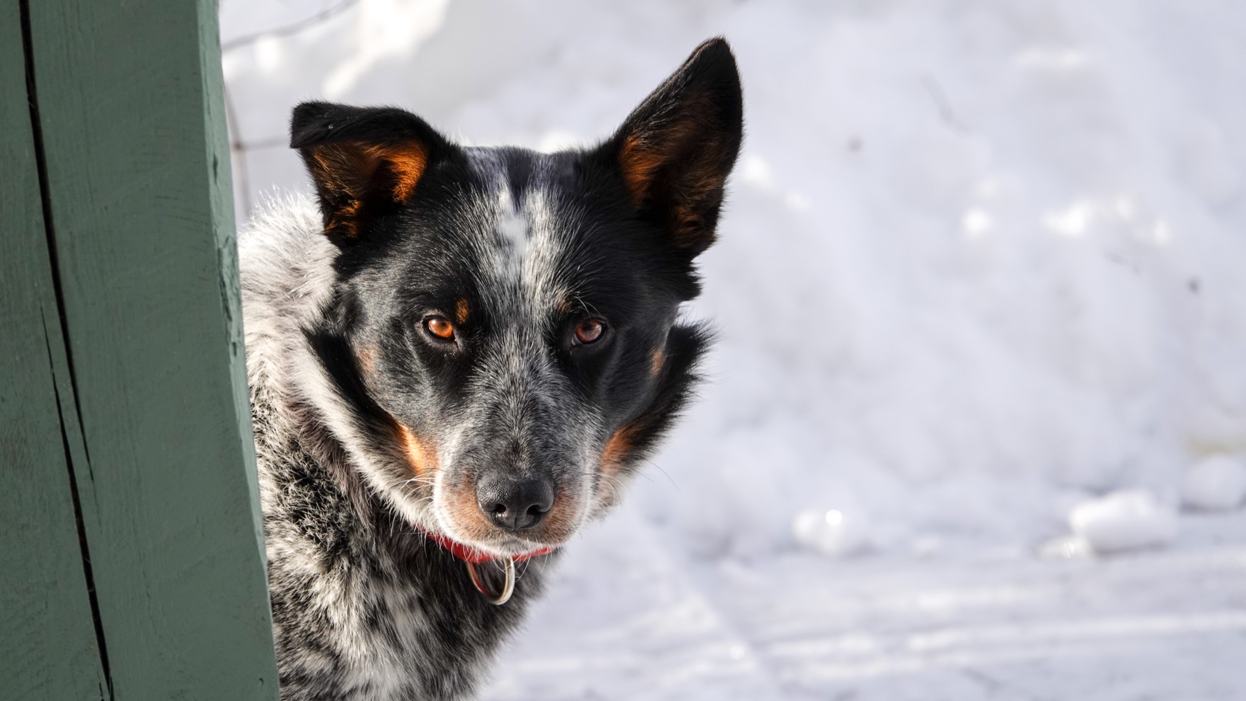 Dog in the snow